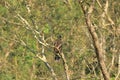 Eastern imperial eagle in Nepal Royalty Free Stock Photo