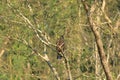 Eastern imperial eagle in Nepal Royalty Free Stock Photo