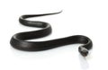 Eastern Indigo Snake Royalty Free Stock Photo