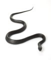 Eastern Indigo Snake