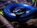 Eastern indigo snake (Dry on couperi)  Made With Generative AI illustration Royalty Free Stock Photo