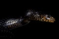 Eastern indigo snake (Drymarchon couperi) Royalty Free Stock Photo