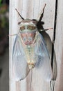 Cicada freshly emerged from exoskeleton Royalty Free Stock Photo