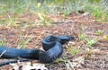 Eastern Indigo snake Drymarchon couperi sandhills of Florida