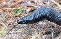 Eastern Indigo snake Drymarchon couperi sandhills of Florida