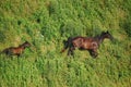 Eastern Kentucky Horses on a Hill