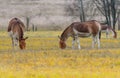 Eastern kiang animals in autumn scenery, cattle breeding, wildlife Royalty Free Stock Photo