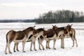 Eastern Kiangs on the field in winter. Royalty Free Stock Photo