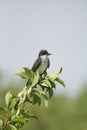 Eastern Kingbird Royalty Free Stock Photo