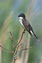 Eastern Kingbird Royalty Free Stock Photo