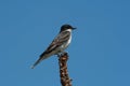 Eastern kingbird Royalty Free Stock Photo