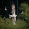 Eastern Kingbird chasing an Osprey Royalty Free Stock Photo