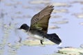 Eastern Kingbird In Flight Royalty Free Stock Photo