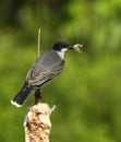 Eastern Kingbird Royalty Free Stock Photo