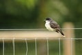 Eastern Kingbird Hunting from Fence