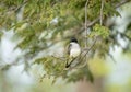 Eastern Kingbird Sitting on Branch Royalty Free Stock Photo