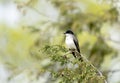 Eastern Kingbird Sitting on Branch Royalty Free Stock Photo