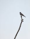 Eastern Kingbird sitting in wetland deadwood branch Royalty Free Stock Photo