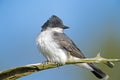 Eastern Kingbird Royalty Free Stock Photo