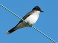 Eastern Kingbird Sitting on a Wire Royalty Free Stock Photo