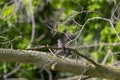 The eastern kingbird Tyrannus tyrannus Royalty Free Stock Photo