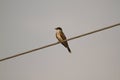 Eastern Kingbird (Tyrannus tyrannus) sitting on a wire with a blank background