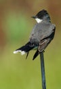 Eastern Kingbird (tyrannus tyrannus)