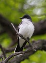 Eastern Kingbird (tyrannus tyrannus) Royalty Free Stock Photo