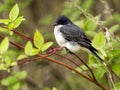 Eastern Kingbird (Tyrannus tyrannus) Royalty Free Stock Photo