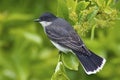 Eastern Kingbird (Tyrannus tyrannus) Royalty Free Stock Photo