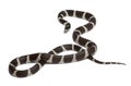 Eastern kingsnake or common kingsnake, Lampropeltis getula californiae