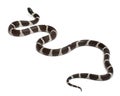 Eastern kingsnake or common kingsnake, Lampropeltis getula californiae