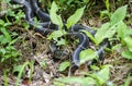 Eastern Kingsnake slithering in the grass at Sandy Creek Nature Center, Georgia