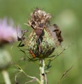 Eastern Leaf Footed Bug Royalty Free Stock Photo