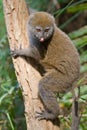 Eastern Lesser Bamboo Lemur Royalty Free Stock Photo
