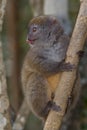 Eastern Lesser Bamboo Lemur