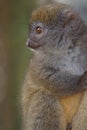 Eastern Lesser Bamboo Lemur