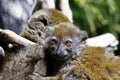 Eastern lesser bamboo lemur (Hapalemur griseus) Royalty Free Stock Photo