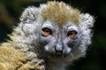 Eastern lesser bamboo lemur (Hapalemur griseus) Royalty Free Stock Photo