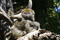 Eastern lesser bamboo lemur (Hapalemur griseus) Royalty Free Stock Photo