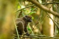 Eastern lesser bamboo lemur, Hapalemur griseus, Madagascar wildlife animal Royalty Free Stock Photo