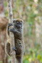 Eastern lesser bamboo lemur Hapalemur griseus