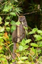 Eastern lesser bamboo lemur, Hapalemur griseus, Madagascar wildlife animal Royalty Free Stock Photo