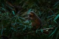 Eastern lesser grey bamboo lemur, Hapalemur griseus ranomafanensis, Ranomafana NP, wild monkey in the habitat. Rare endemic lemur Royalty Free Stock Photo