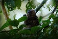 Eastern lesser grey bamboo lemur, Hapalemur griseus ranomafanensis, Ranomafana NP, wild monkey in the habitat. Rare endemic lemur Royalty Free Stock Photo