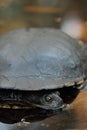 Eastern long-necked turtle (Chelodina longicollis) Royalty Free Stock Photo