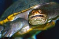 Eastern long-necked turtle, Kuala Lumpur, Malaysia