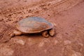 Eastern long-necked turtle ,Scientific name: Chelodina longicollis muddy road