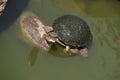 Eastern long-necked turtle