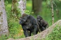 EASTERN LOWLAND GORILLA gorilla gorilla graueri, MOTHER CARRYING YOUNG ON ITS BACK Royalty Free Stock Photo